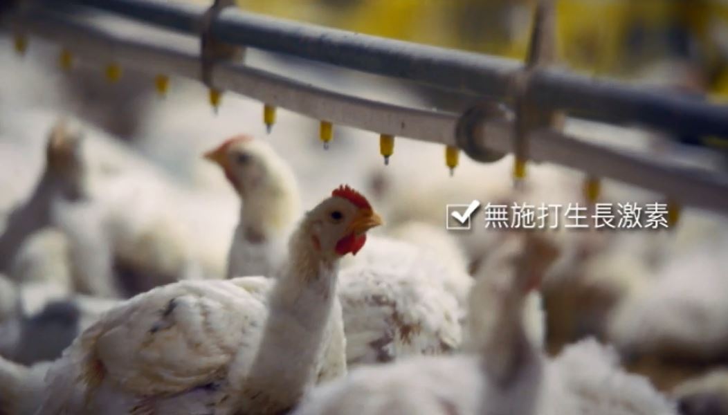 麥當勞雞肉解密 看完變專家
