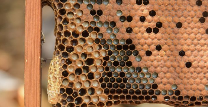 直擊「嗡嗡嗡」大本營 一探好蜜生產歷程